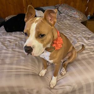 Meet your Posher, Doug